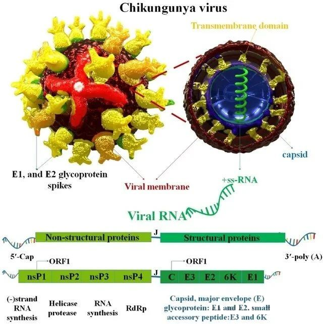 微信圖片_2025-07-29_140749_340